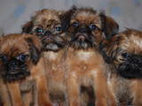 Собаки, щенята Брюссельський гріффон, ціна 10000 Грн., Фото