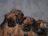 Собаки, щенята Брюссельський гріффон, ціна 10000 Грн., Фото