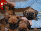 Собаки, щенки Брюссельский гриффон, цена 10000 Грн., Фото