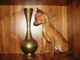 Собаки, щенки Русский гладкошерстный тойтерьер, цена 7000 Грн., Фото