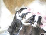 Собаки, щенки Сенбернар, цена 7500 Грн., Фото