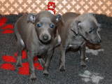 Собаки, щенки Левретка, цена 30000 Грн., Фото