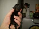 Собаки, щенки Русский гладкошерстный тойтерьер, цена 8000 Грн., Фото