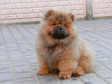 Собаки, щенята Чау-чау, ціна 18000 Грн., Фото