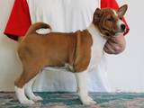 Собаки, щенята Басенджі, ціна 18000 Грн., Фото