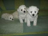 Собаки, щенки Бишон фрисе, цена 5000 Грн., Фото