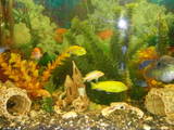 Рибки, акваріуми Акваріуми і устаткування, ціна 4000 Грн., Фото