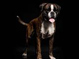Собаки, щенята Боксер, ціна 11000 Грн., Фото