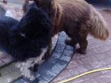 Собаки, щенята Ньюфаундленд, Фото