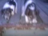 Собаки, щенки Жесткошерстный фокстерьер, цена 1000 Грн., Фото