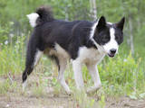 Собаки, щенки Восточно-Сибирская лайка, цена 3000 Грн., Фото