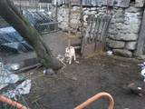 Собаки, щенки Восточно-Сибирская лайка, цена 600 Грн., Фото