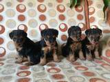 Собаки, щенки Вельштерьер, цена 3000 Грн., Фото