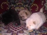 Собаки, щенки Чау-чау, цена 6600 Грн., Фото