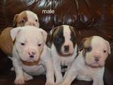 Собаки, щенки Американский бульдог, цена 13000 Грн., Фото