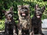 Собаки, щенята Кернтерьер, ціна 15000 Грн., Фото