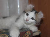 Кошки, котята Американский керл, цена 7500 Грн., Фото