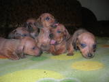 Собаки, щенки Гладкошерстная такса, цена 450 Грн., Фото