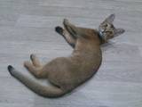 Кішки, кошенята Абіссінська, Фото