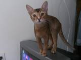 Кошки, котята Абиссинская, Фото