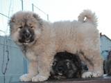 Собаки, щенята Кавказька вівчарка, ціна 9850 Грн., Фото