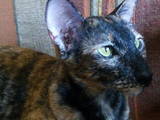 Кошки, котята Ориентальная, цена 1000 Грн., Фото