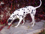 Собаки, щенки Далматин, цена 2000 Грн., Фото