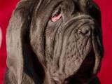 Собаки, щенята Мастіно неаполетано, ціна 1500 Грн., Фото