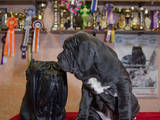 Собаки, щенки Мастино неаполетано, цена 1500 Грн., Фото