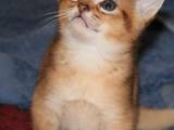 Кішки, кошенята Абіссінська, ціна 8000 Грн., Фото