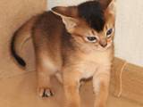 Кошки, котята Абиссинская, цена 8000 Грн., Фото