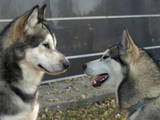 Собаки, щенята Аляска маламут, ціна 2500 Грн., Фото