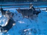 Собаки, щенки Аляскинский маламут, цена 2500 Грн., Фото