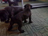 Собаки, щенята Боксер, ціна 3555 Грн., Фото