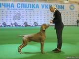 Собаки, щенята Веймарська лягава, ціна 22000 Грн., Фото
