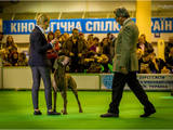 Собаки, щенки Веймарская легавая, цена 22000 Грн., Фото