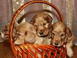 Собаки, щенки Английский коккер, цена 500 Грн., Фото