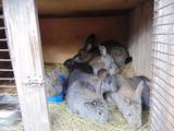 Гризуни Кролики, ціна 80 Грн., Фото