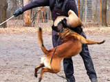 Собаки, щенята Заняття, тренування, ціна 70 Грн., Фото