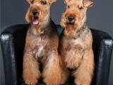 Собаки, щенята Вельштер'єр, ціна 4500 Грн., Фото