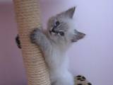 Кошки, котята Невская маскарадная, Фото