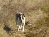Собаки, щенята Середньоазіатська вівчарка, ціна 5000 Грн., Фото