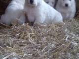 Собаки, щенки Среднеазиатская овчарка, цена 3500 Грн., Фото
