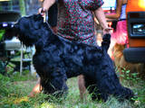 Собаки, щенята Чорний тер'єр, ціна 4500 Грн., Фото