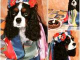 Собаки, щенята Кавалер-кинг-чарльз спаніель, ціна 37000 Грн., Фото