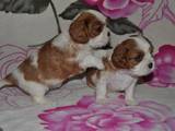 Собаки, щенки Кавалер-Кинг-Чарльз спаниель, цена 37000 Грн., Фото