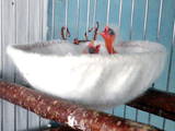 Папуги й птахи Канарки, ціна 800 Грн., Фото