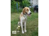 Собаки, щенята Російський хорт, ціна 10000 Грн., Фото