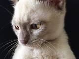 Кошки, котята Бурма, цена 7000 Грн., Фото