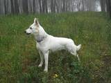 Собаки, щенки Белая Швейцарская овчарка, цена 8350 Грн., Фото